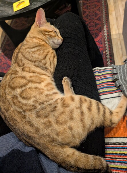 Carry On Catting - the Excellent Cats do what they do best