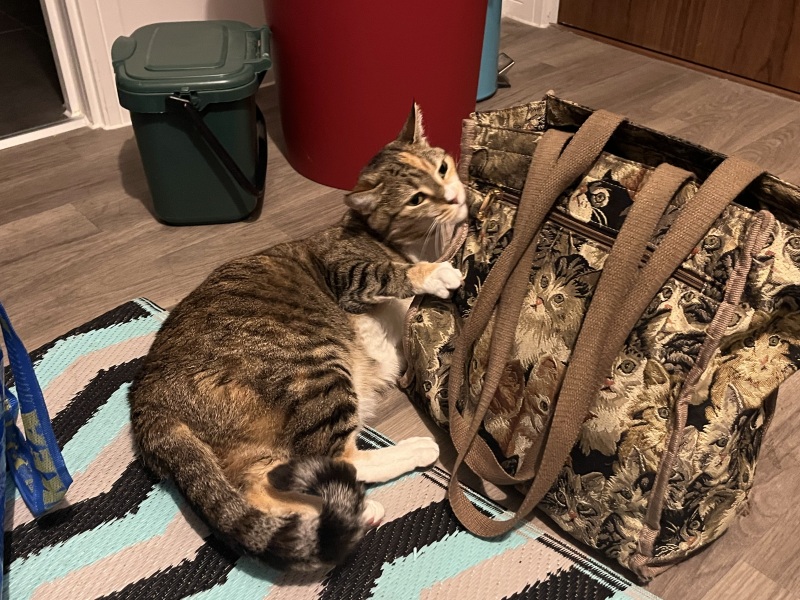 The Excellent Cats welcome the new year by planning an expedition in search of 'She who must not be named'