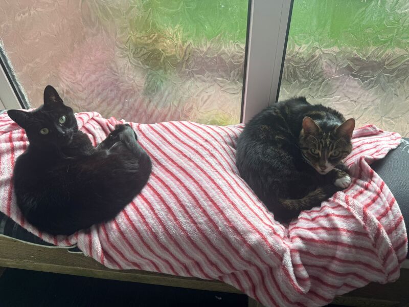 To ask you to try an experiment with your cat? 😁