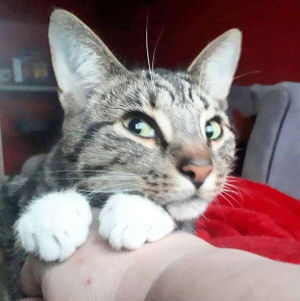 To ask you to try an experiment with your cat? 😁