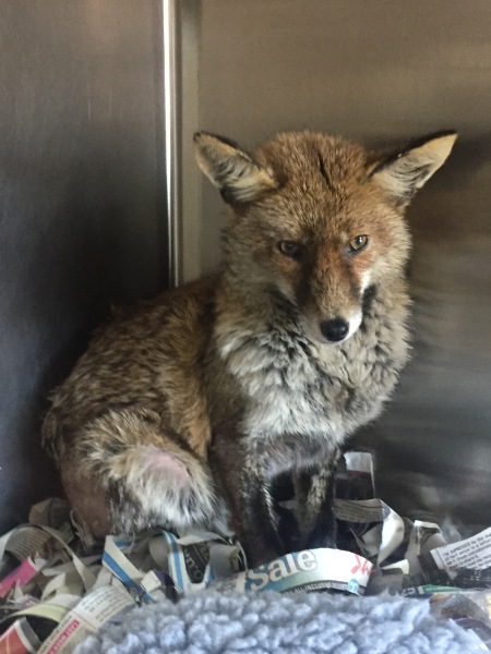 Which animal charities do you think make a real difference?