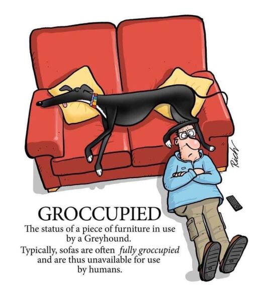 Must greyhounds sleep on sofas?