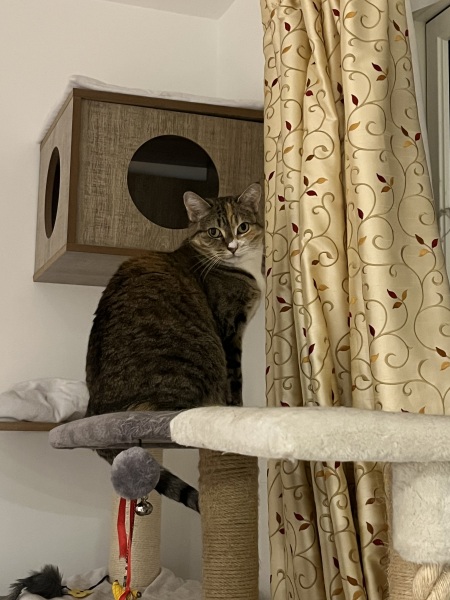 Carry On Catting - the Excellent Cats do what they do best