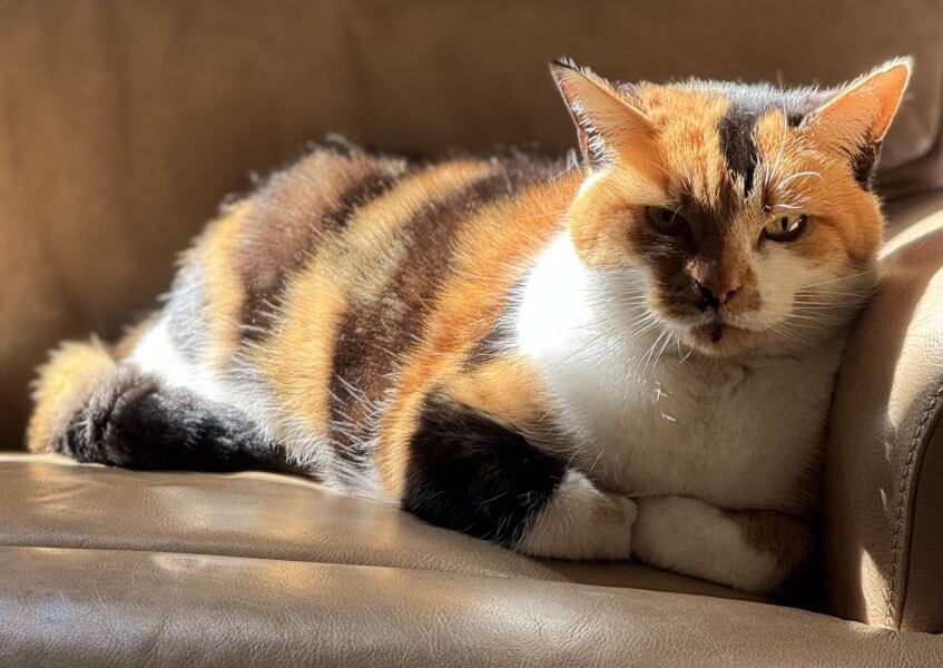 To ask you to try an experiment with your cat? 😁