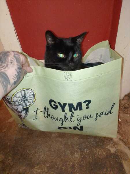 The Excellent Cats welcome the new year by planning an expedition in search of 'She who must not be named'
