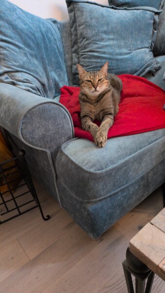 How do you create a routine for a cat?