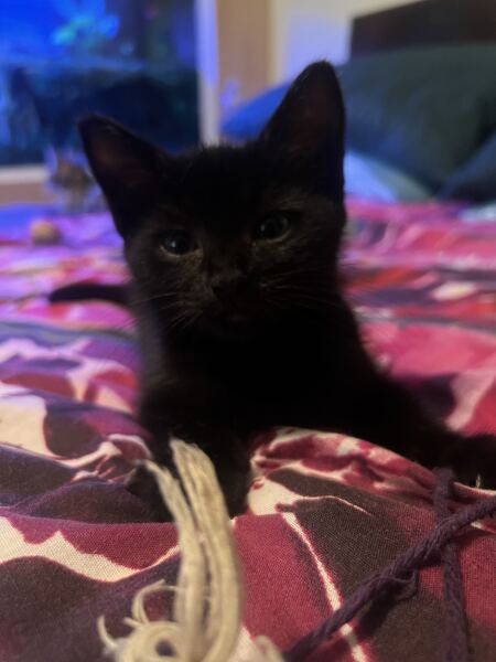 Kitten cuteness