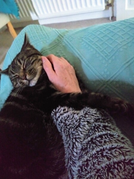 Carry On Catting - the Excellent Cats do what they do best