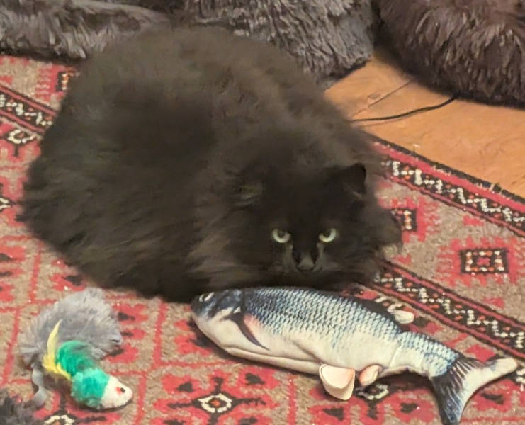 Any recommendations for pet insurance