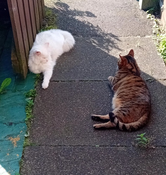 Carry On Catting - the Excellent Cats do what they do best