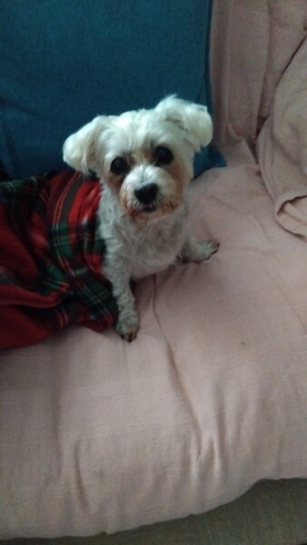 Dog died this afternoon and I'm distaught
