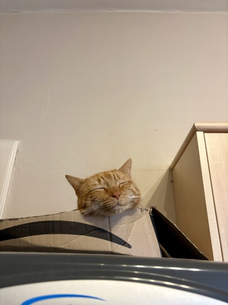 Kittens on worktops