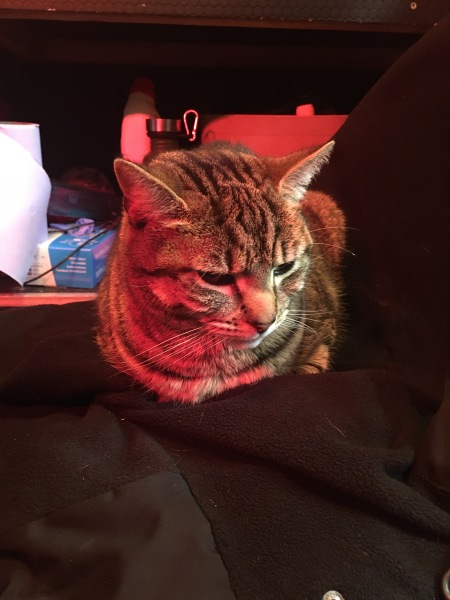 Carry On Catting - the Excellent Cats do what they do best