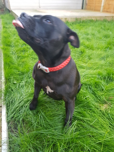 TW - Lost my dog