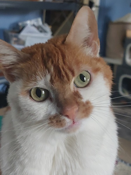 Thread 44 Starmer - Knolraap en lof, schorseneren en prei.