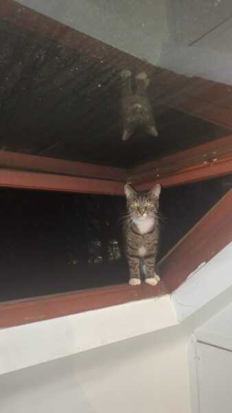 Did Your Cat Choose You