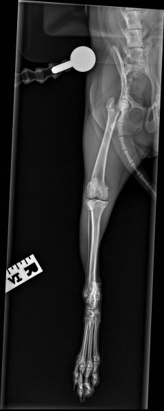 Vet says my 6-month old puppy needs urgent surgery (tibial crest avulsion) - send opinions please?