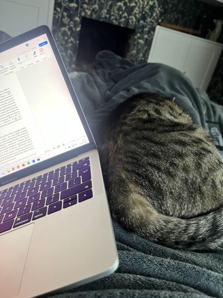 Velcro cat