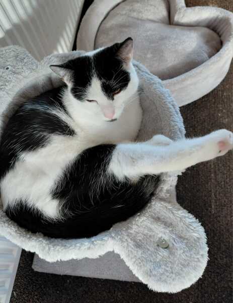 Carry On Catting - the Excellent Cats do what they do best