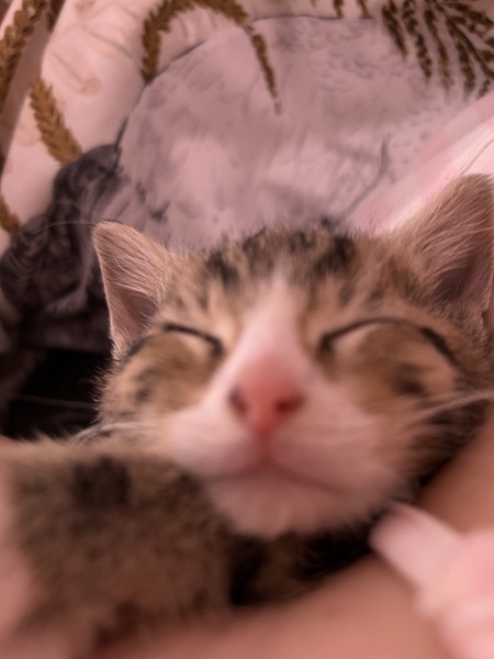 Kitten cuteness