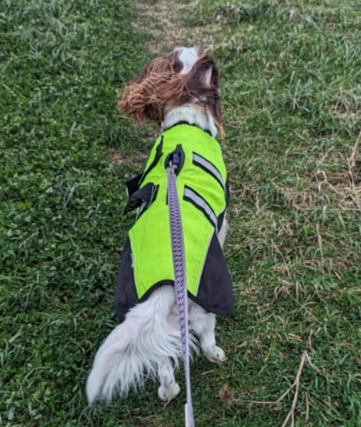 Dog coat recommendations