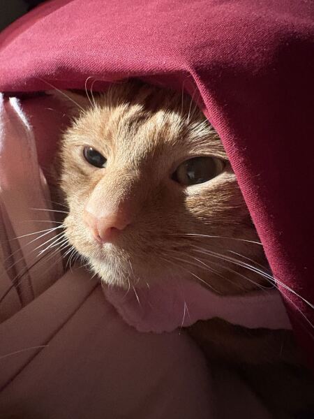 Velcro cat