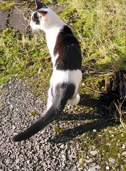 Carry On Catting - the Excellent Cats do what they do best