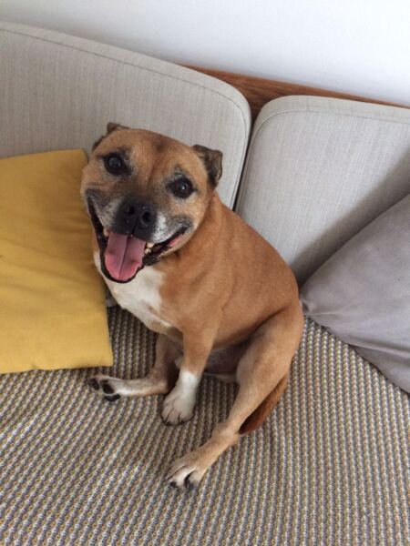 Has anyone had a good experience with a rescue dog?