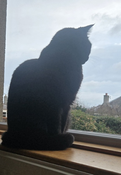 To ask you to try an experiment with your cat? 😁