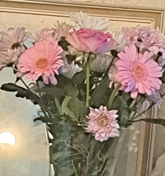 Thread 43 Starmer : il ritorno della luce e la semina del Lathyrus odoratus