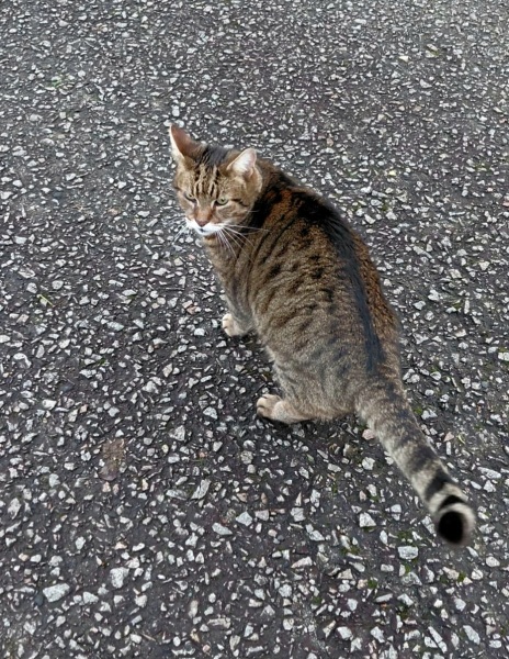 The Excellent Cats welcome the new year by planning an expedition in search of 'She who must not be named'
