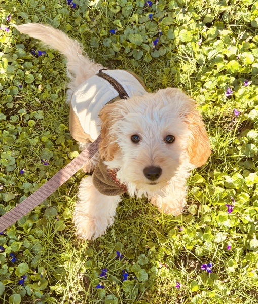 Puppy Survival Thread Autumn 2025 - all welcome!