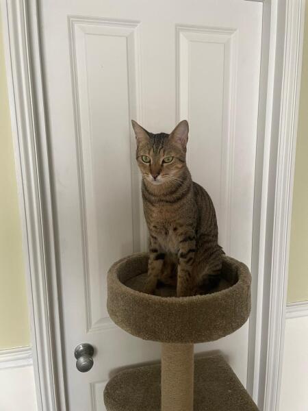 1st time cat owner - recommend me some things