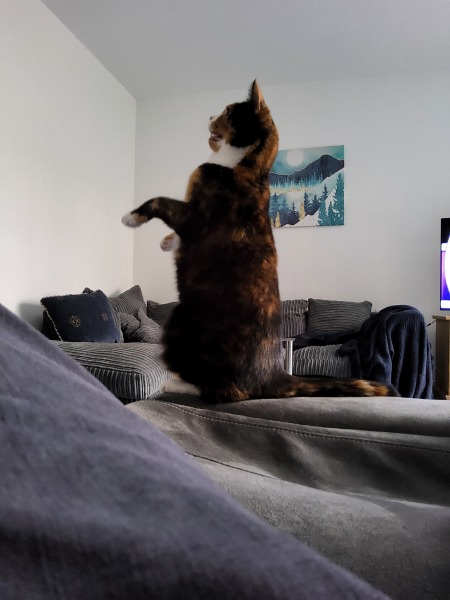 How do you create a routine for a cat?