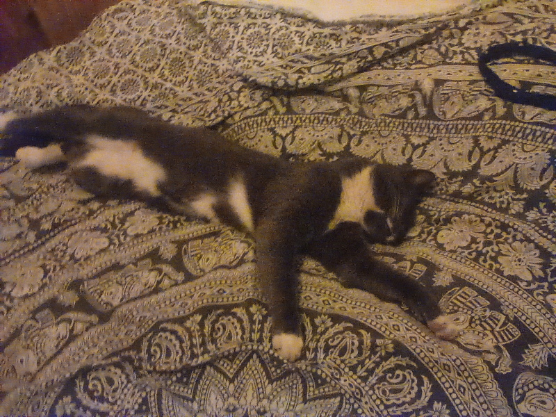 To ask you to try an experiment with your cat? 😁