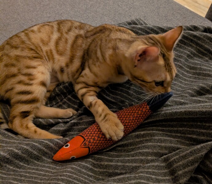 Carry On Catting - the Excellent Cats do what they do best