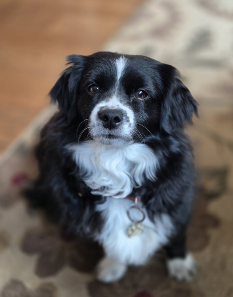 Has anyone had a good experience with a rescue dog?