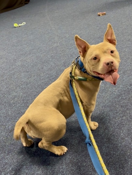 Thread 44 Starmer - Knolraap en lof, schorseneren en prei.