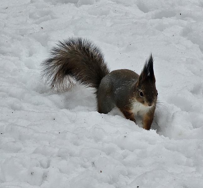 Thread 42 Starmer : Du drikker en kop te, og så tænker du lidt over alting