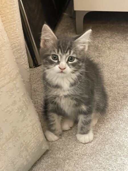 Kitten cuteness