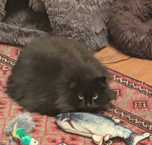 The Excellent Cats welcome the new year by planning an expedition in search of 'She who must not be named'