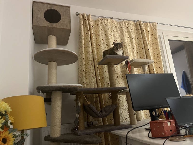 Carry On Catting - the Excellent Cats do what they do best