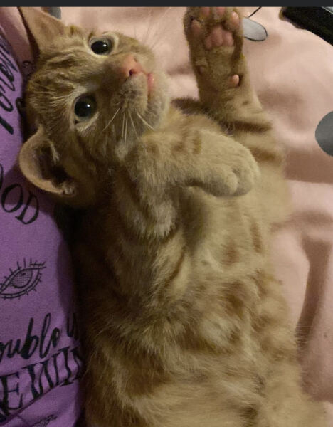 Kitten cuteness