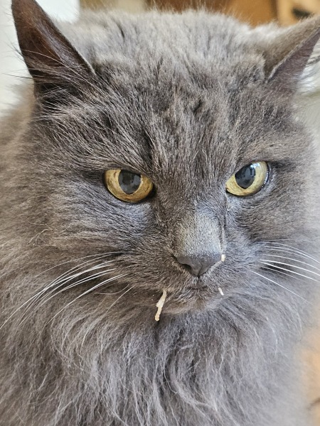 Carry On Catting - the Excellent Cats do what they do best