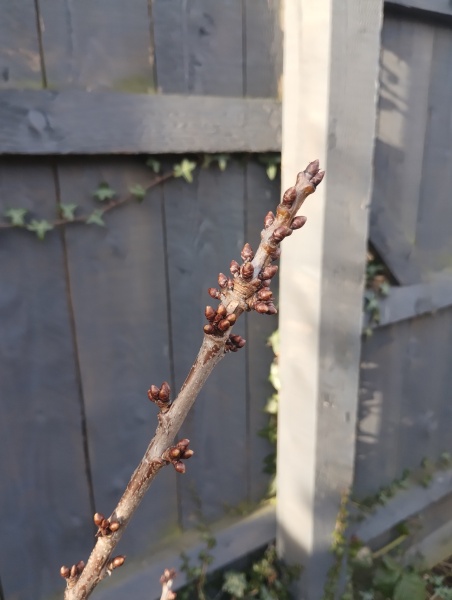 Can anyone id this tree?