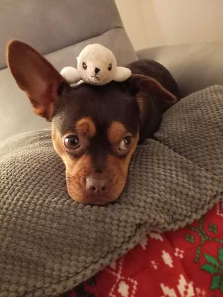 Has anyone had a good experience with a rescue dog?