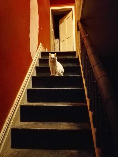 The Excellent Cats welcome the new year by planning an expedition in search of 'She who must not be named'