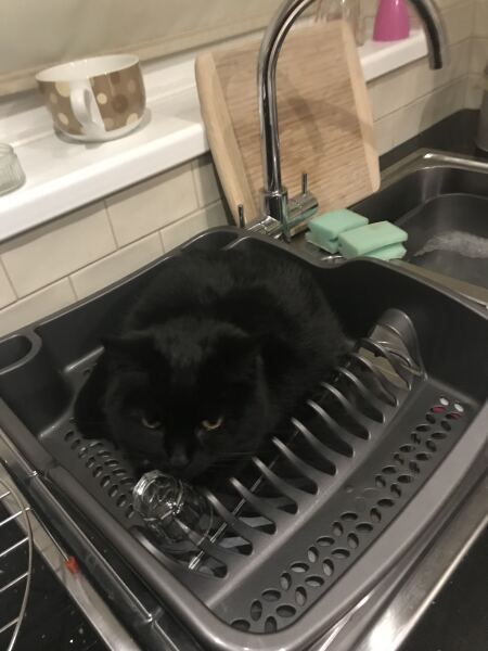 Kittens on worktops