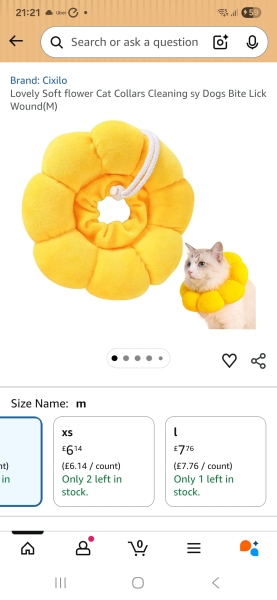 Cat spay