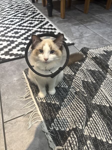 Cat spay